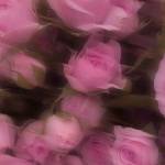 n1ftlyeffa Profile Picture